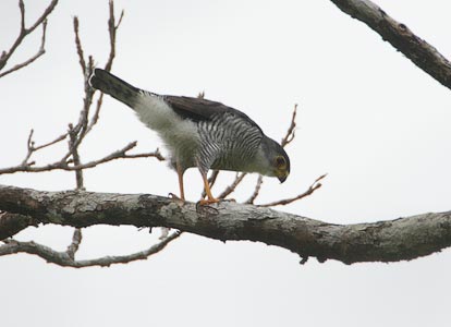 Tiny Hawk (Accipiter superciliosus) photo