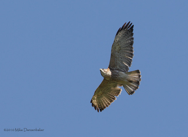 Puna (Variable) Hawk (Buteo poecilochrous) photo