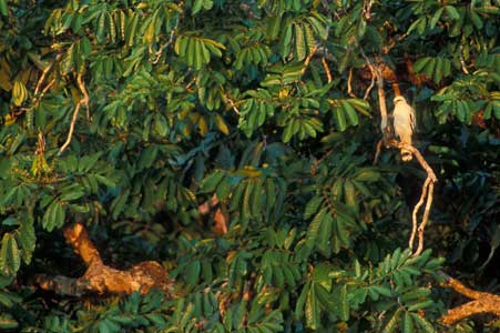 White Hawk (Leucopternis albicollis) photo image