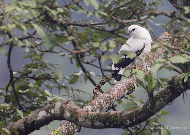 White Hawk (Leucopternis albicollis) photo image