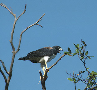 White-tailed Hawk (Buteo albicaudatus) photo image