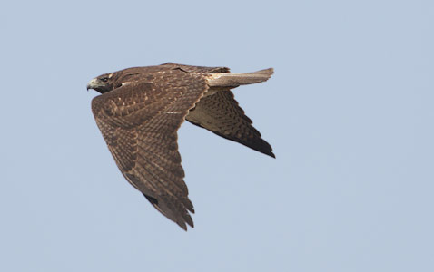 White-tailed Hawk (Buteo albicaudatus) photo image