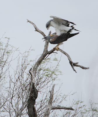 White-tailed Hawk (Buteo albicaudatus) photo image