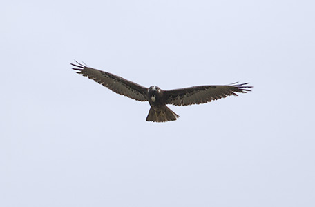 White-tailed Hawk (Buteo albicaudatus) photo