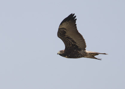 White-tailed Hawk (Buteo albicaudatus) photo