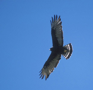 Zone-tailed Hawk (Buteo albonotatus) photo image