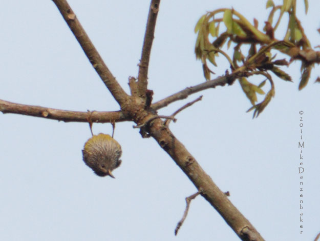 Tit Hylia (Pholidornis rushiae) photo