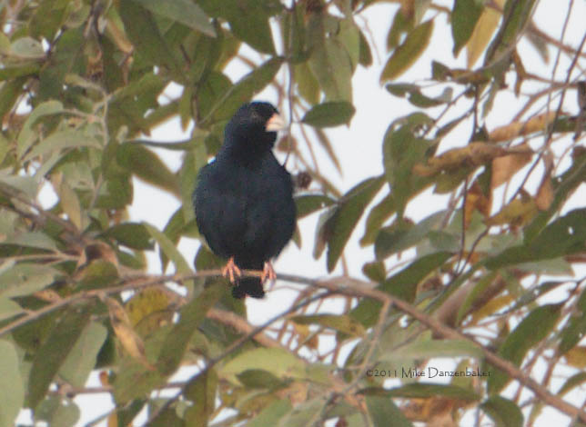 Village Indigobird (Vidua chalybeata) photo