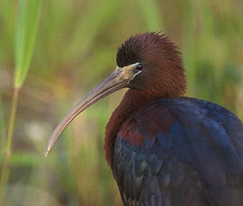 Glossy Ibis (Plegadis falcinellus) photo image