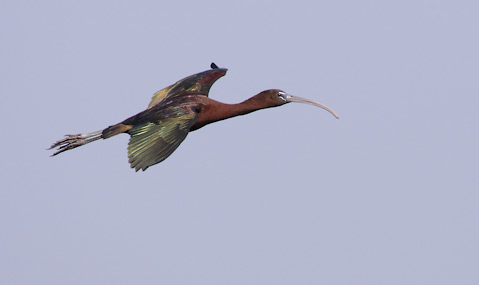 Glossy Ibis (Plegadis falcinellus) photo