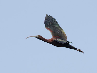 Glossy Ibis (Plegadis falcinellus) photo image