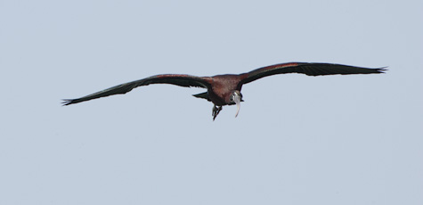 Glossy Ibis (Plegadis falcinellus) photo