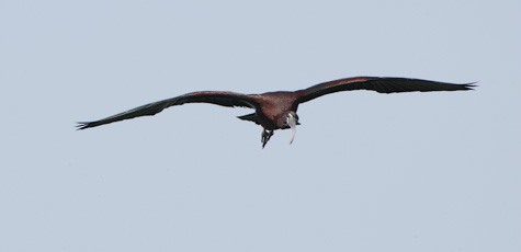 Glossy Ibis (Plegadis falcinellus) photo image