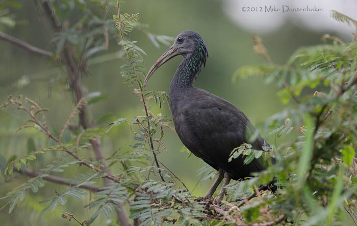 Green Ibis (Mesembrinibis cayennensis) photo image