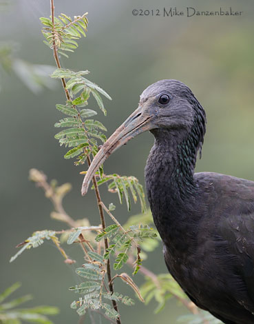Green Ibis (Mesembrinibis cayennensis) photo image