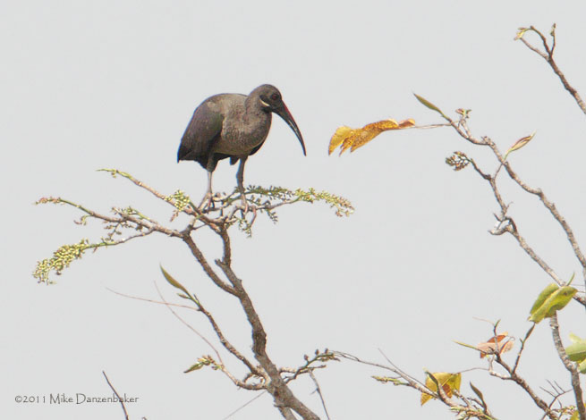 Hadada Ibis (Bostrychia hagedash) photo