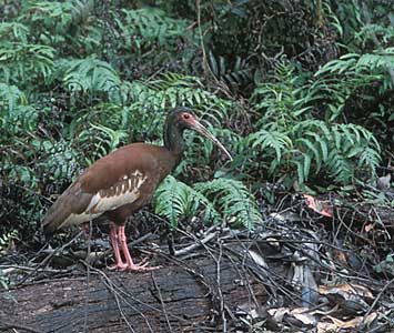 Madagascar Ibis (Lophotibis cristata) photo