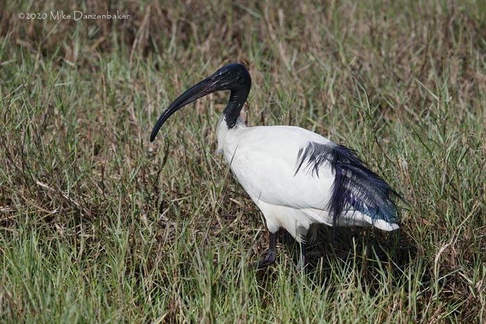 African Sacred Ibis (Threskiornis aethiopicus) photo