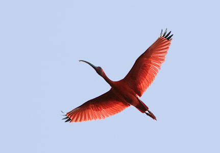 Scarlet Ibis (Eudocimus ruber) photo image