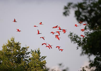 Scarlet Ibis (Eudocimus ruber) photo image