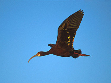 White-faced Ibis (Plegadis chihi) photo image