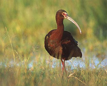 White-faced Ibis (Plegadis chihi) photo image