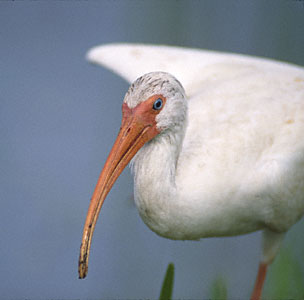 American White Ibis (Eudocimus albus) photo image