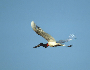 Jabiru (Jabiru mycteria) photo image