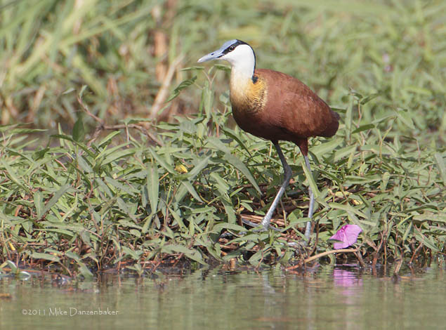 African Jacana (Actophilornis africanus) photo