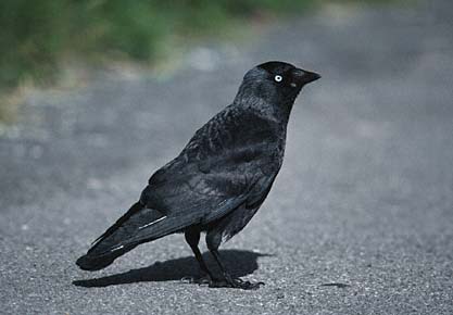 Eurasian Jackdaw (Coloeus monedula) photo image
