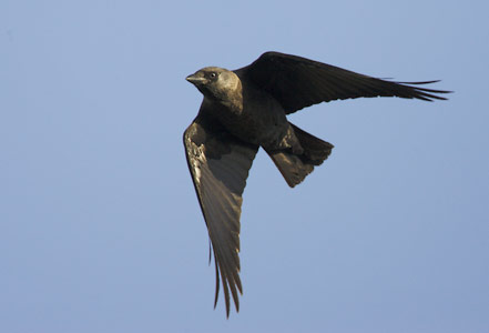 Eurasian Jackdaw (Coloeus monedula) photo image