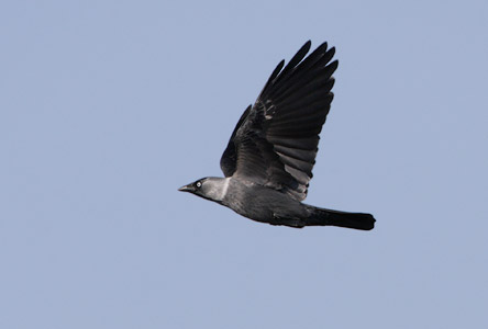 Eurasian Jackdaw (Coloeus monedula) photo image