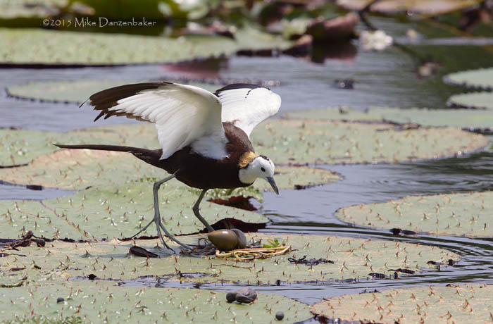 Pheasant-tailed Jacana (Hydrophasianus chirurgus) photo image