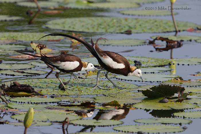 Pheasant-tailed Jacana (Hydrophasianus chirurgus) photo image