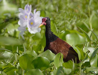 Wattled Jacana (Jacana jacana) photo image