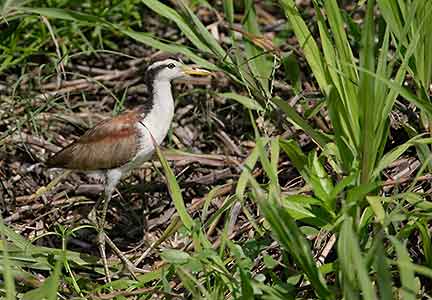 Wattled Jacana (Jacana jacana) photo image