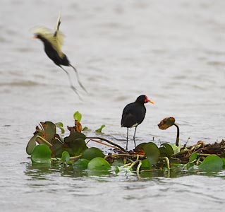 Wattled Jacana (Jacana jacana) photo image