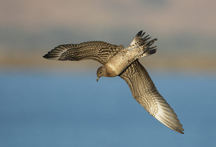 Long-tailed Jaeger (Stercorarius longicaudus) photo