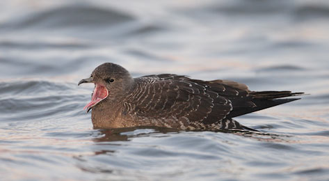 Long-tailed Jaeger (Stercorarius longicaudus) photo