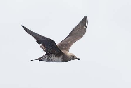 Long-tailed Jaeger (Stercorarius longicaudus) photo