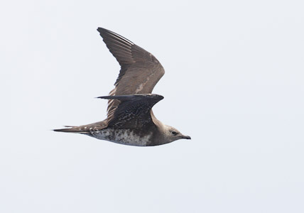 Long-tailed Jaeger (Stercorarius longicaudus) photo