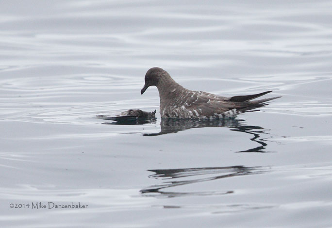 Long-tailed Jaeger (Stercorarius longicaudus) photo image