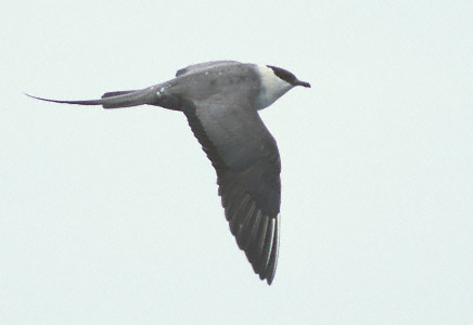 Long-tailed Jaeger (Stercorarius longicaudus) photo image