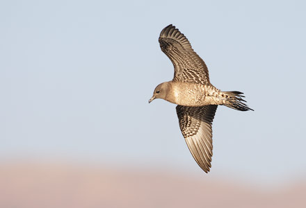 Long-tailed Jaeger (Stercorarius longicaudus) photo
