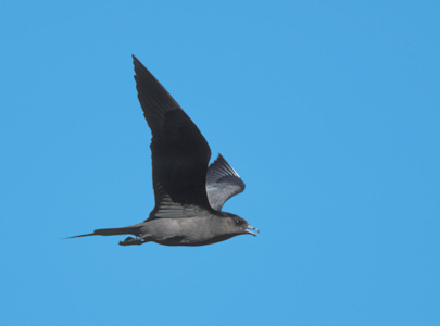 Parasitic Jaeger (Stercorarius parasiticus) photo image