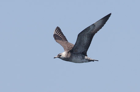 Parasitic Jaeger (Stercorarius parasiticus) photo image