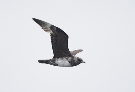 Pomarine Skua (Stercorarius pomarinus) photo image