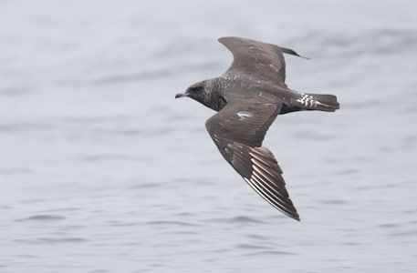Pomarine Skua (Stercorarius pomarinus) photo image
