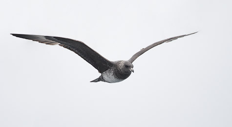 Pomarine Skua (Stercorarius pomarinus) photo image