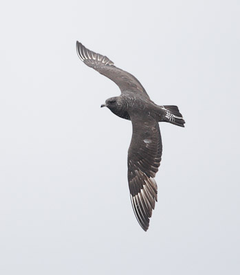 Pomarine Skua (Stercorarius pomarinus) photo image